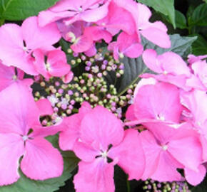 Hortenzie velkolistá 'Blaumeise Pink' - Hydrangea macrophylla 'Blaumeise Pink'