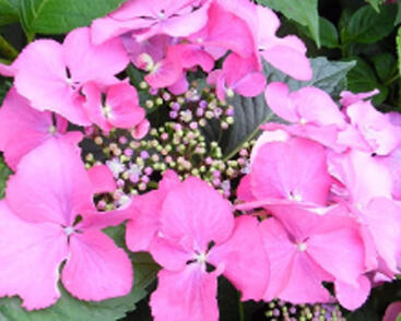 Hortenzie velkolistá 'Blaumeise Pink'