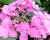 Hortenzie velkolistá 'Blaumeise Pink'