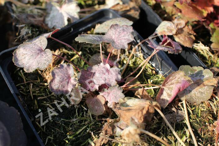 Dlužicha 'Pinky Panky' - Heuchera 'Pinky Panky'