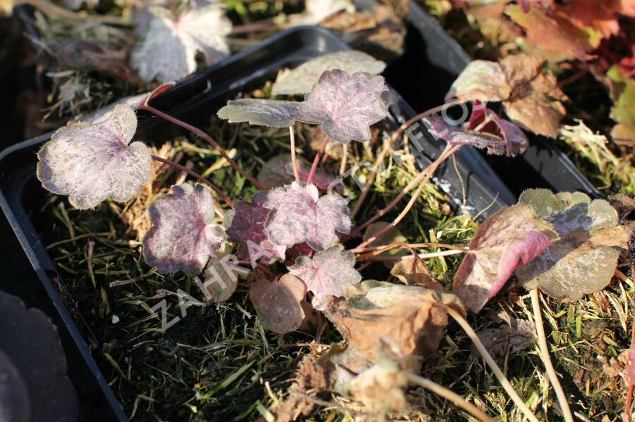 Dlužicha 'Pinky Panky' - Heuchera 'Pinky Panky'