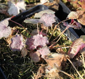 Dlužicha 'Pinky Panky' - Heuchera hybrida 'Pinky Panky'