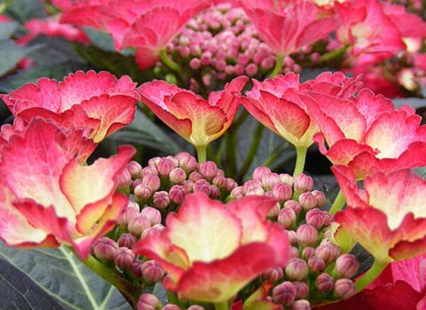 Hortenzie velkolistá 'Dark Angel'® - Hydrangea macrophylla 'Dark Angel'®