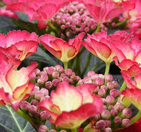 Hortenzie velkolistá 'Dark Angel'® - Hydrangea macrophylla 'Dark Angel'®