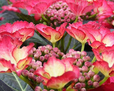 Hortenzie velkolistá 'Dark Angel'®