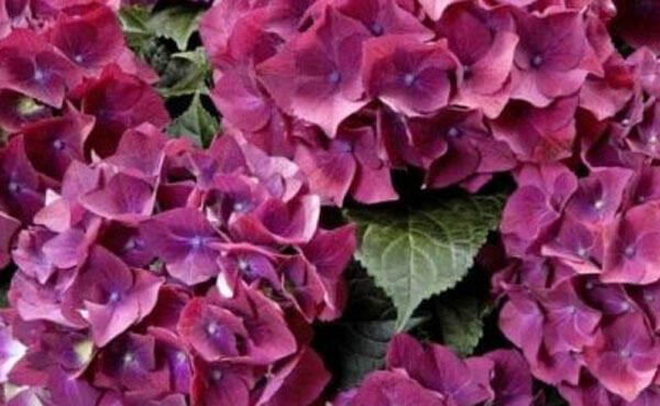Hortenzie velkolistá 'Bright Red Power Blue'® - Hydrangea macrophylla 'Bright Red Power Blue'®