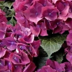 Hortenzie velkolistá 'Bright Red Power Blue'® - Hydrangea macrophylla 'Bright Red Power Blue'®
