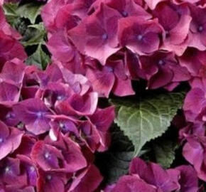 Hortenzie velkolistá 'Bright Red Power Blue'® - Hydrangea macrophylla 'Bright Red Power Blue'®