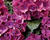 Hortenzie velkolistá 'Bright Red Power Blue'®