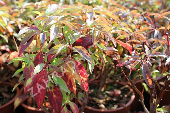 Svída bílá 'Red Gnome' - Cornus alba 'Red Gnome'