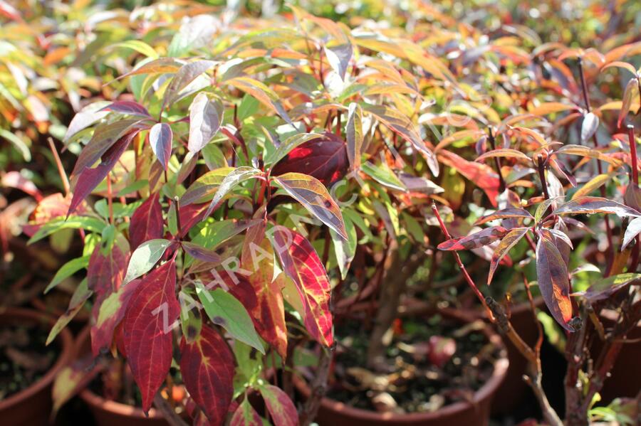 Svída bílá 'Red Gnome' - Cornus alba 'Red Gnome'