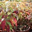 Svída bílá 'Red Gnome' - Cornus alba 'Red Gnome'