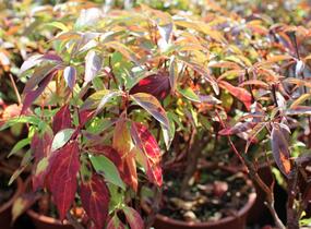 Svída bílá 'Red Gnome' - Cornus alba 'Red Gnome'