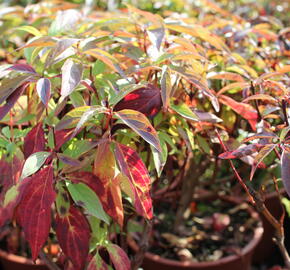 Svída bílá 'Red Gnome' - Cornus alba 'Red Gnome'