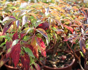 Svída bílá 'Red Gnome'