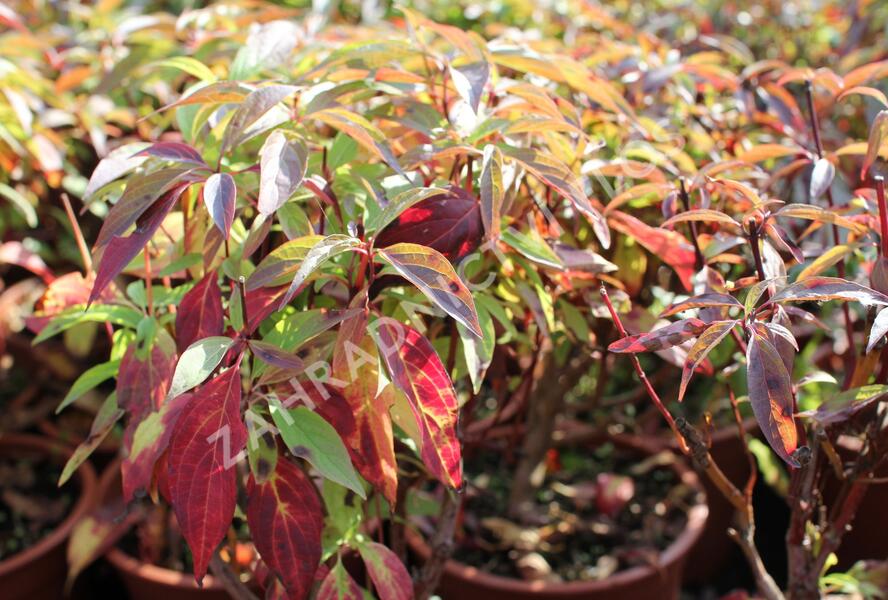 Svída bílá 'Red Gnome' - Cornus alba 'Red Gnome'