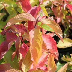 Svída bílá 'Aurea' - Cornus alba 'Aurea'