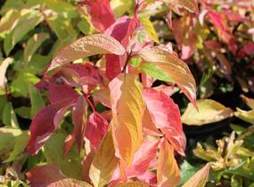 Svída bílá 'Aurea' - Cornus alba 'Aurea'