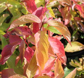 Svída bílá 'Aurea' - Cornus alba 'Aurea'