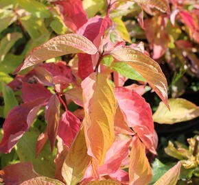 Svída bílá 'Aurea' - Cornus alba 'Aurea'