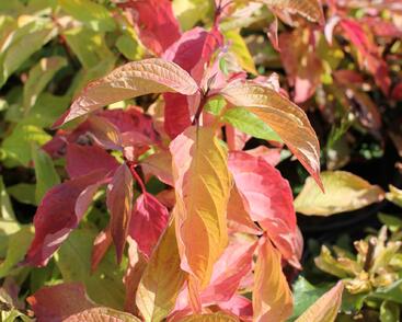 Svída bílá 'Aurea'