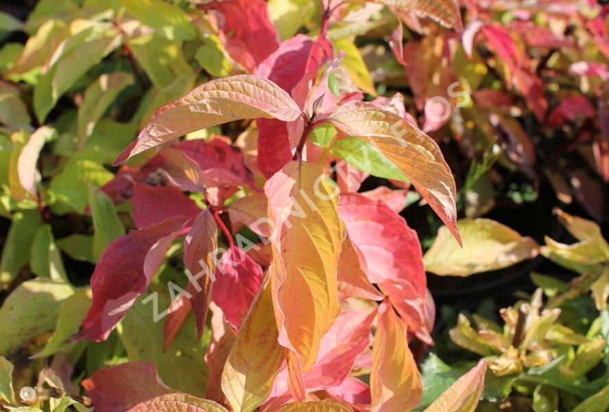 Svída bílá 'Aurea' - Cornus alba 'Aurea'