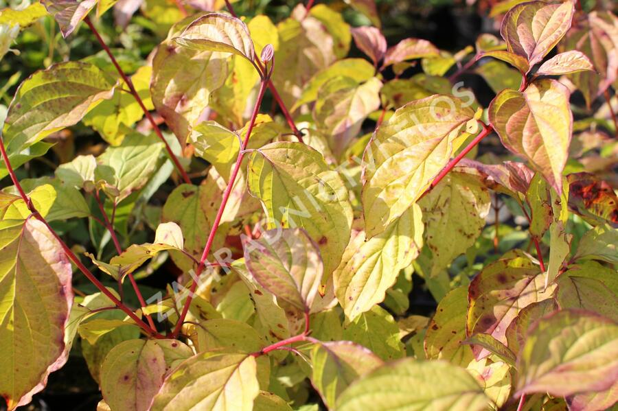 Svída krvavá 'Magic Flame' - Cornus sanguinea 'Magic Flame'