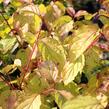 Svída krvavá 'Magic Flame' - Cornus sanguinea 'Magic Flame'