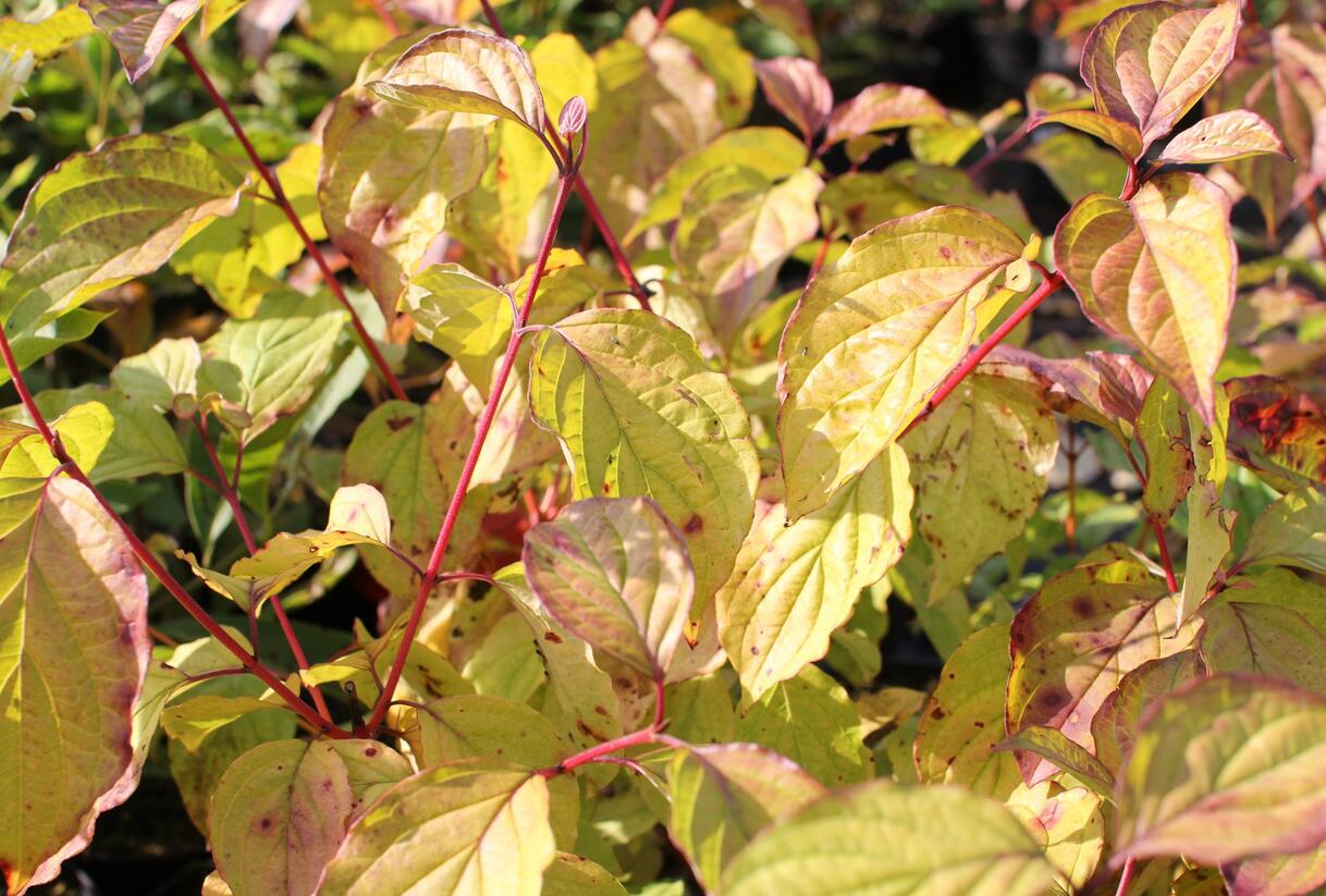 Svída krvavá 'Magic Flame' - Cornus sanguinea 'Magic Flame'
