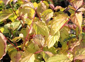 Svída krvavá 'Magic Flame' - Cornus sanguinea 'Magic Flame'