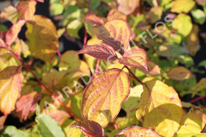 Svída krvavá 'Magic Flame' - Cornus sanguinea 'Magic Flame'