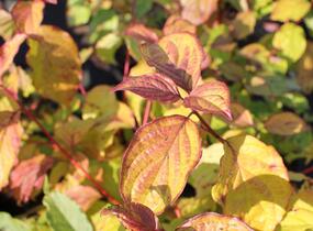 Svída krvavá 'Magic Flame' - Cornus sanguinea 'Magic Flame'