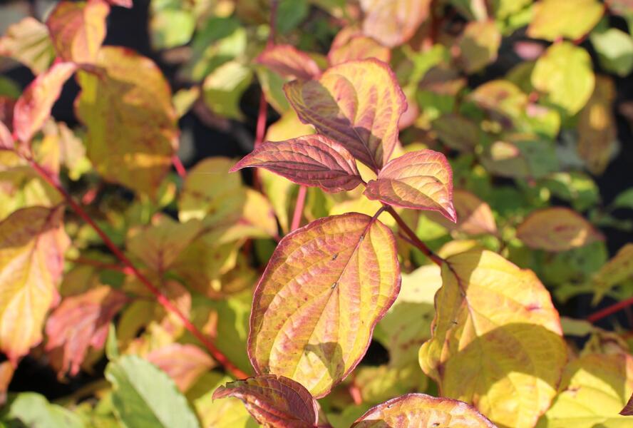 Svída krvavá 'Magic Flame' - Cornus sanguinea 'Magic Flame'