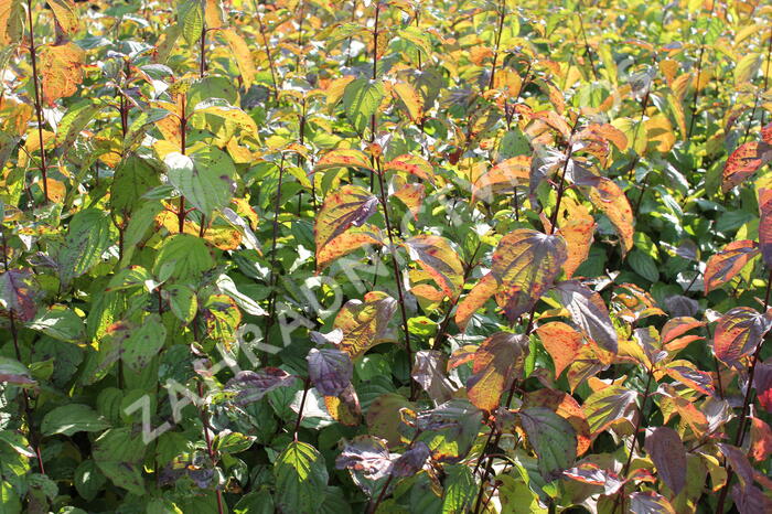 Svída krvavá - Cornus sanguinea