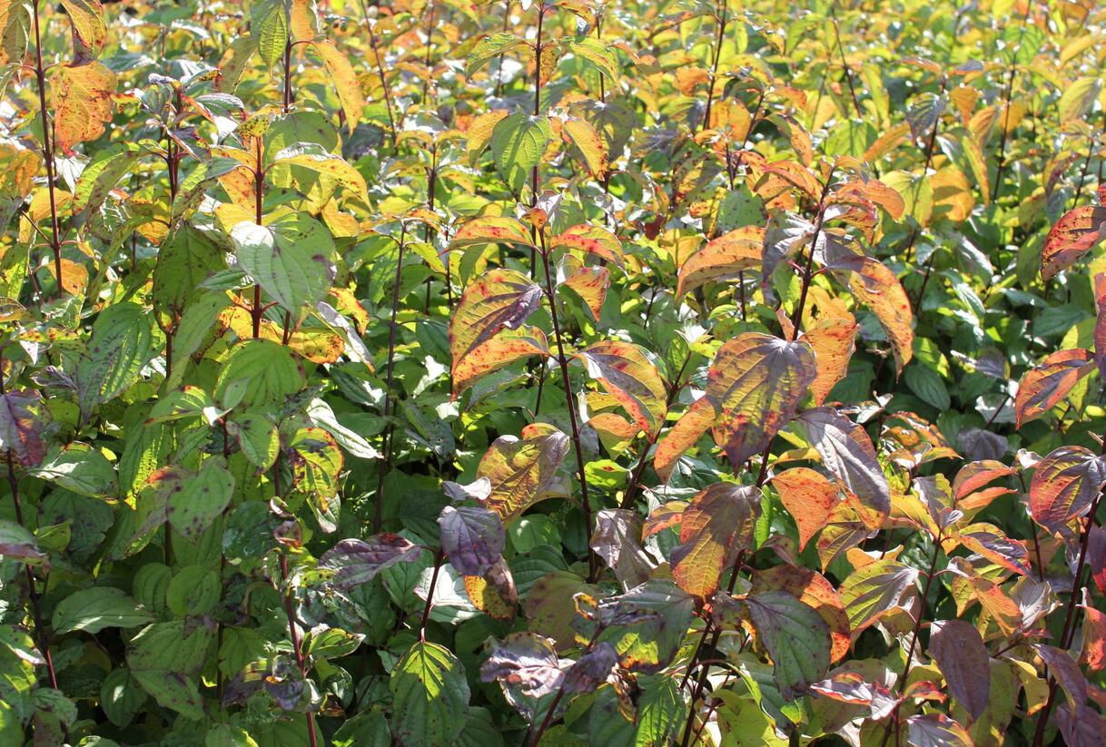 Svída krvavá - Cornus sanguinea