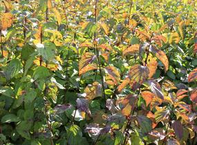 Svída krvavá - Cornus sanguinea