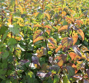 Svída krvavá - Cornus sanguinea