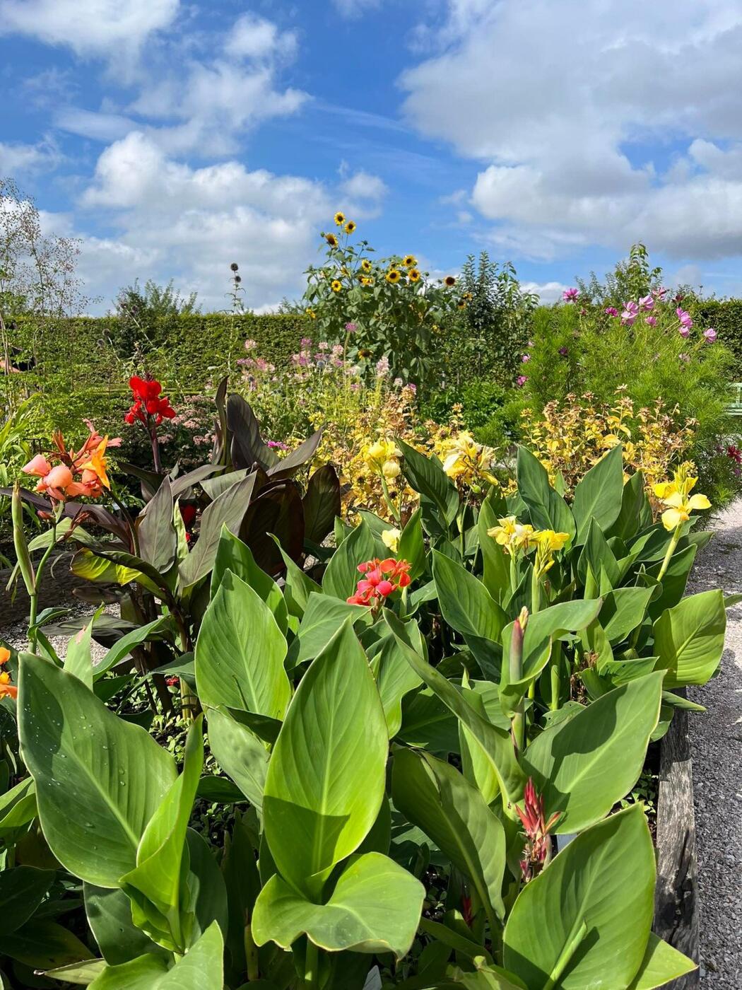 bylinková zahrada na Kuksu