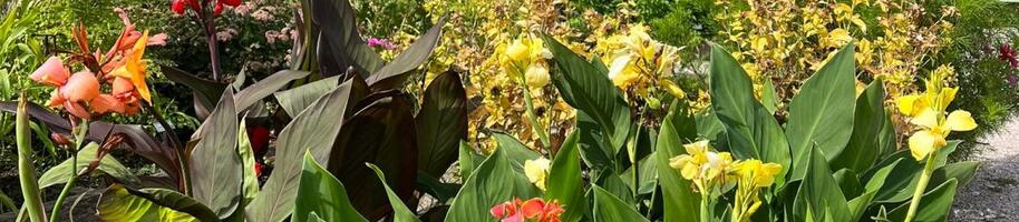 bylinková zahrada na Kuksu