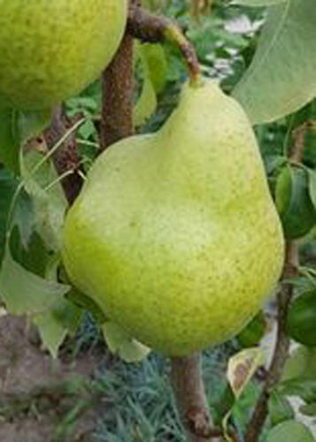 Hrušeň podzimní 'Condo' - Pyrus communis 'Condo'