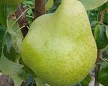 Hrušeň podzimní 'Condo'