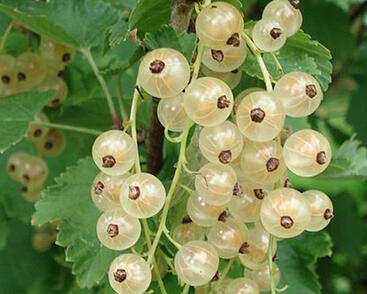 Rybíz bílý 'Werdevia'