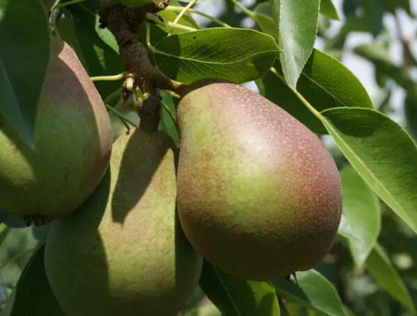 Hrušeň zimní 'Obelisk' - Pyrus communis 'Obelisk'