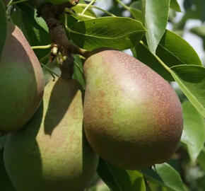 Hrušeň zimní 'Obelisk' - Pyrus communis 'Obelisk'