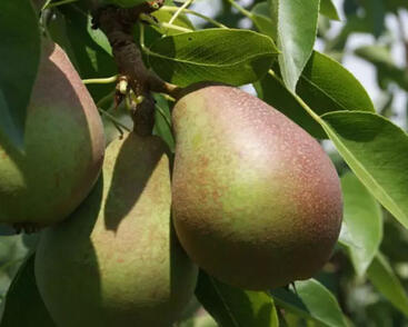 Hrušeň zimní 'Obelisk'