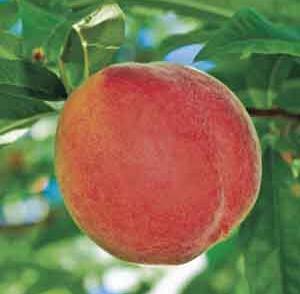 Broskvoň středně raná 'Reliance'