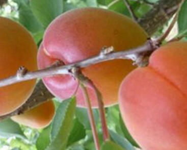 Meruňka raná 'Aurora'