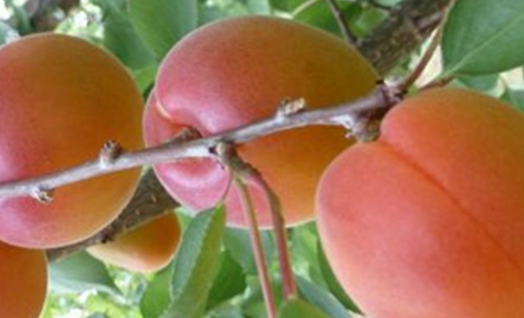 Meruňka raná 'Aurora' - Prunus armeniaca 'Aurora'