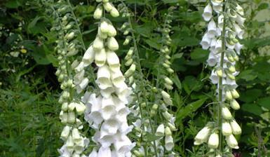 Náprstník červený 'Snow Thimble' - Digitalis purpurea 'Snow Thimble'