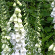 Náprstník červený 'Snow Thimble' - Digitalis purpurea 'Snow Thimble'